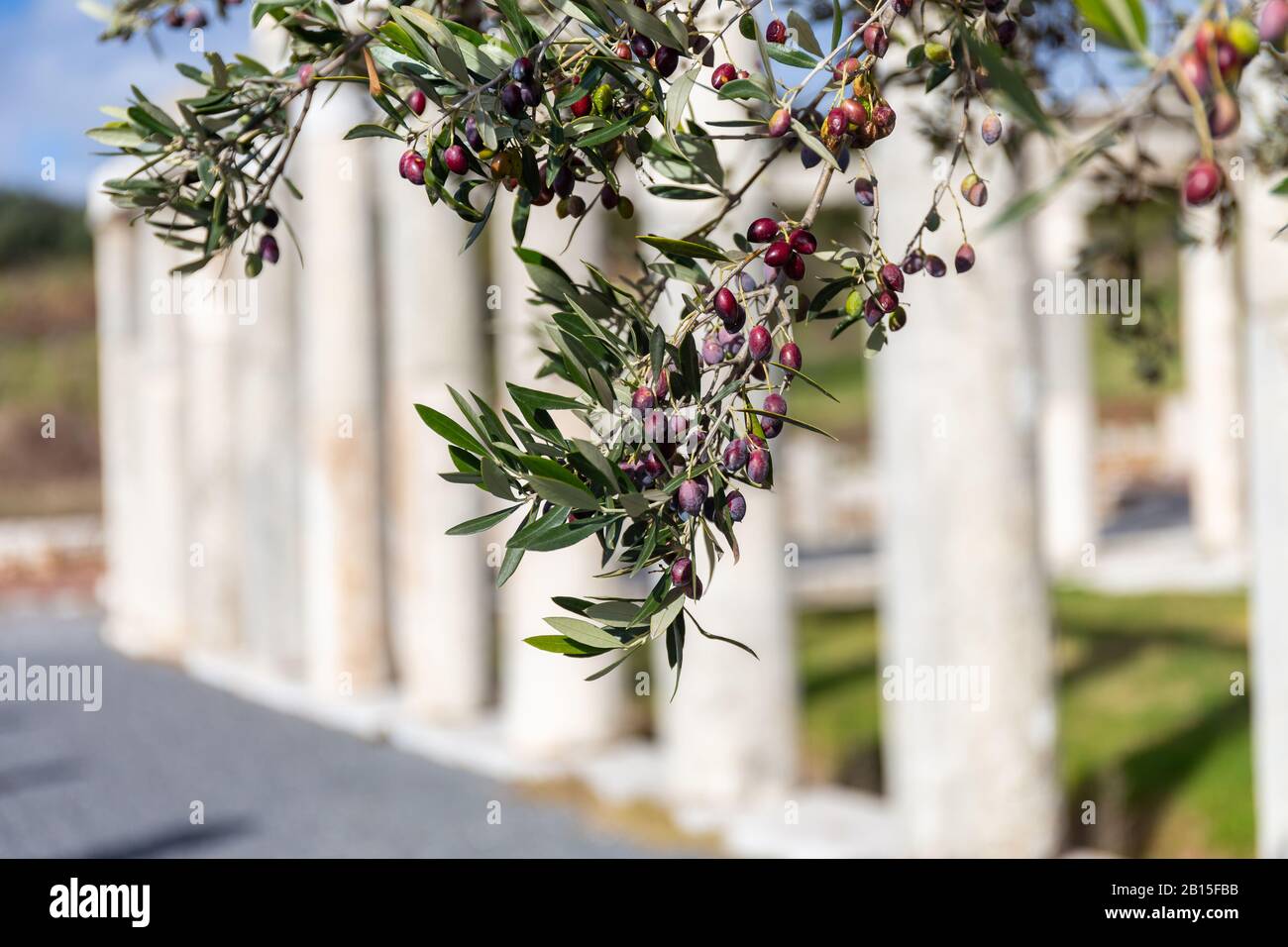 branche olive contre les anciennes colonnes Banque D'Images