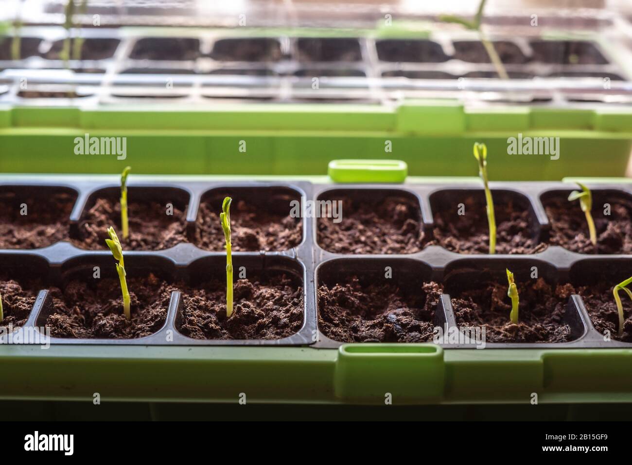 Jeunes plants de légumes de pois de neige, délicats et cultivés dans un contenant de semis vert avec un sol frais sain et biologique à l'intérieur de la cuisine Banque D'Images