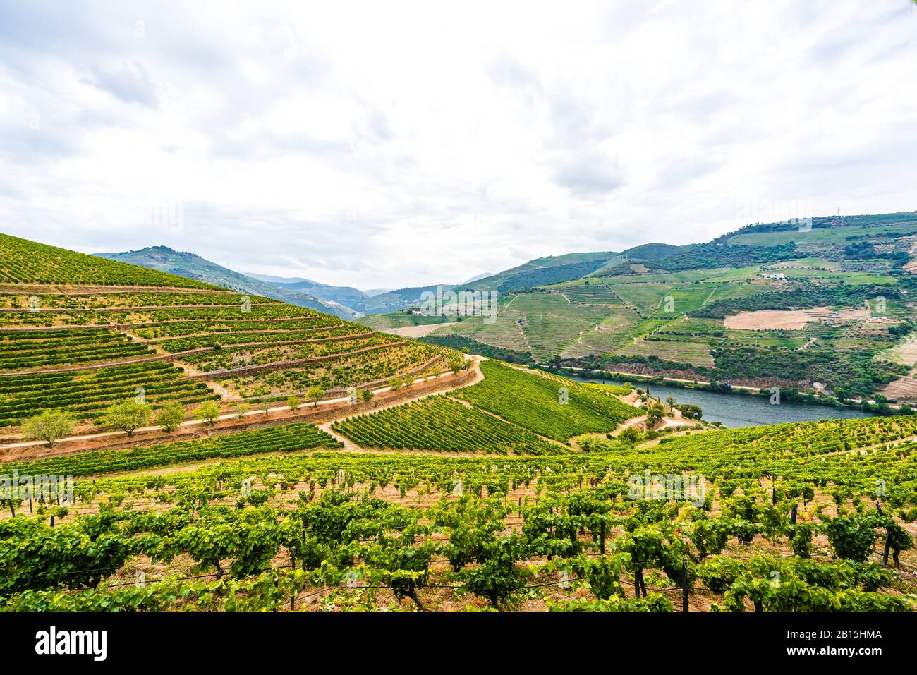 Vue sur les vignobles dans la vallée du Douro, Portugal Banque D'Images