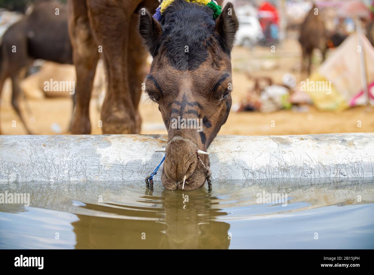 Des chameaux à la foire de Pushkar, également appelé le chameau de Pushkar Fair ou localement comme Kartik Mela est un multi-annuel de l'élevage et la culture équitable jour tenue à th Banque D'Images