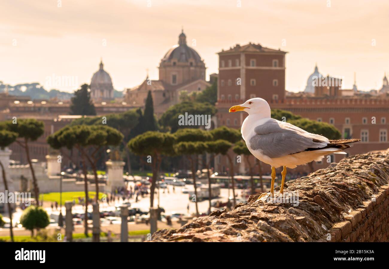 Seagull assis sur les ruines du marché de Trajan à Rome au coucher du soleil. Vue sur la Piazza Venezia. Banque D'Images