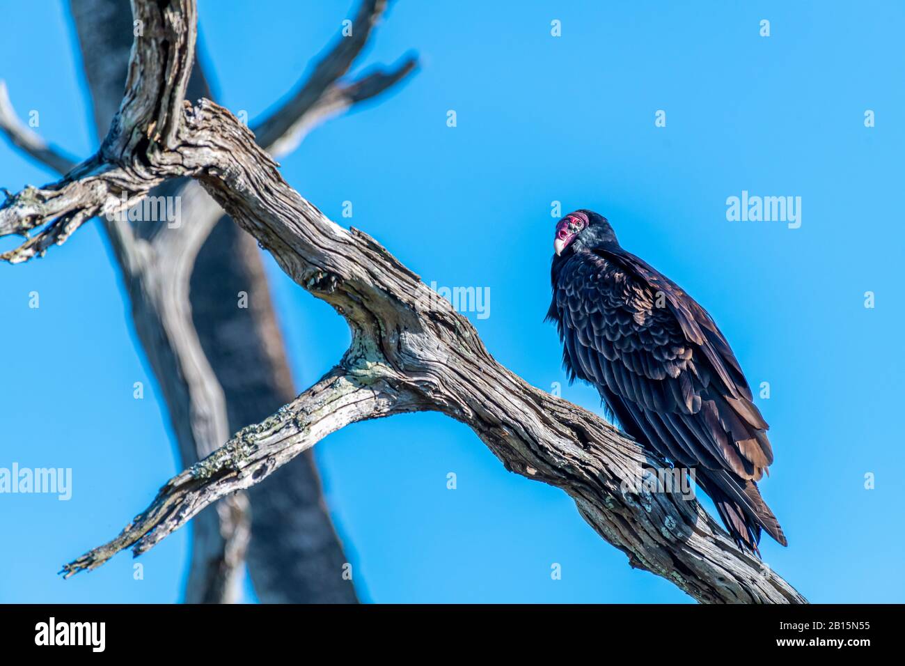 Un Vautour de dinde (Cathartes aura) perché sur un tronc d'arbre barraché à Orlando Wetlands Park, Floride, États-Unis. Banque D'Images