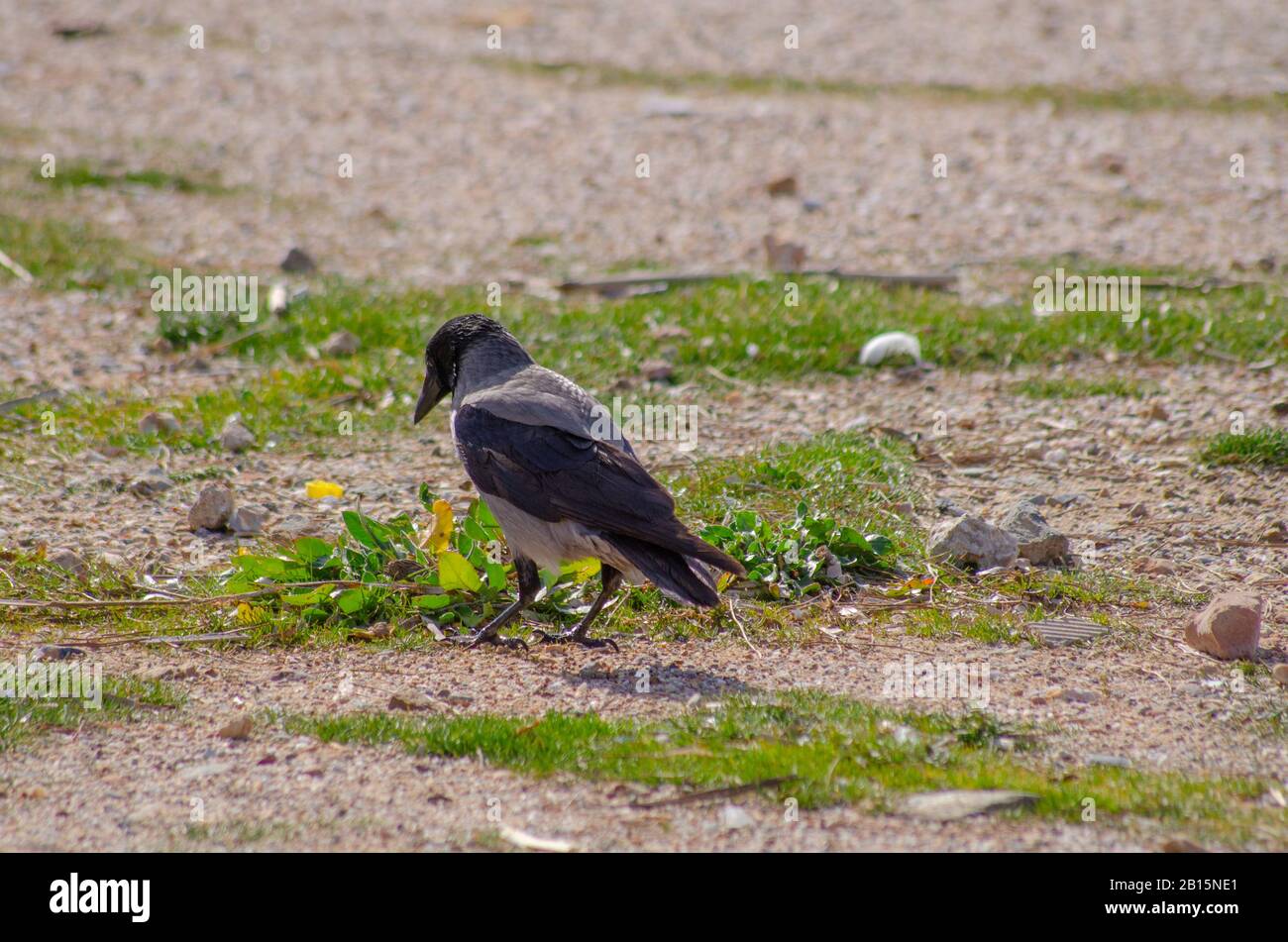 Cornix à capuche ( Corvus cornix ) sur une plage de Glyfada Athènes Attica Grèce Banque D'Images