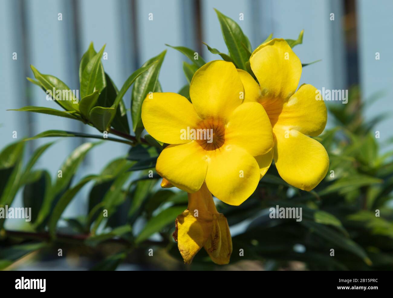 Les élégantes fleurs d'Allamanda jaune vif baignent dans la lumière directe du soleil devant une clôture de piquetage en bois bleu Banque D'Images