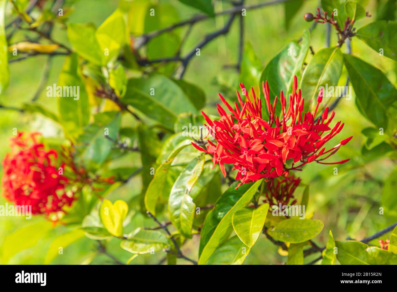 Exotique Rouge javanais Ixora (flamme de la jungle) fleur de la famille Rubiaceae entourée de feuilles vertes par une journée ensoleillée dans les tropiques Banque D'Images