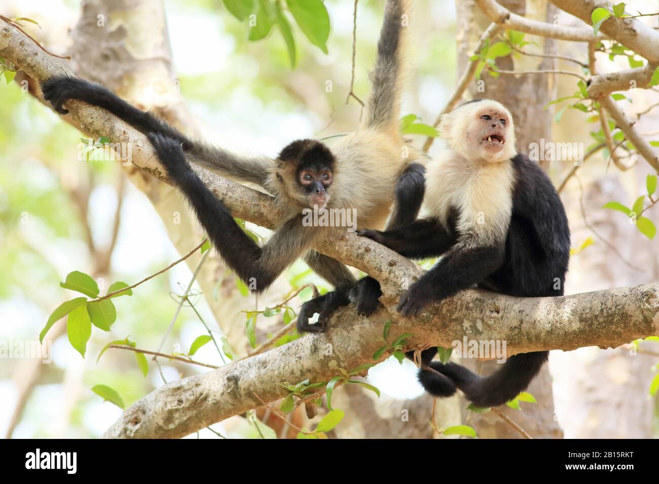 Singe Capuchin à face blanche (Cebus capucinus) et singe araignée d'Amérique centrale (Ateles geoffroyi). Le capucin avait été l'élimination des parasites de t Banque D'Images