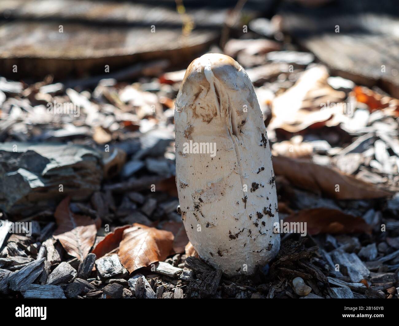 Une photo de gros plan de champignons sans capuchon qui se développent parmi des glisseurs secs ang des feuilles sèches déchus Banque D'Images