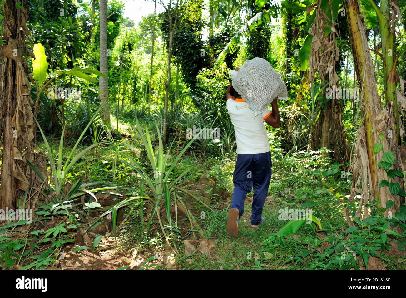 Sri Lanka, province d'Uva, district de Badalkumra, agriculteur portant un sac de gingembre Banque D'Images