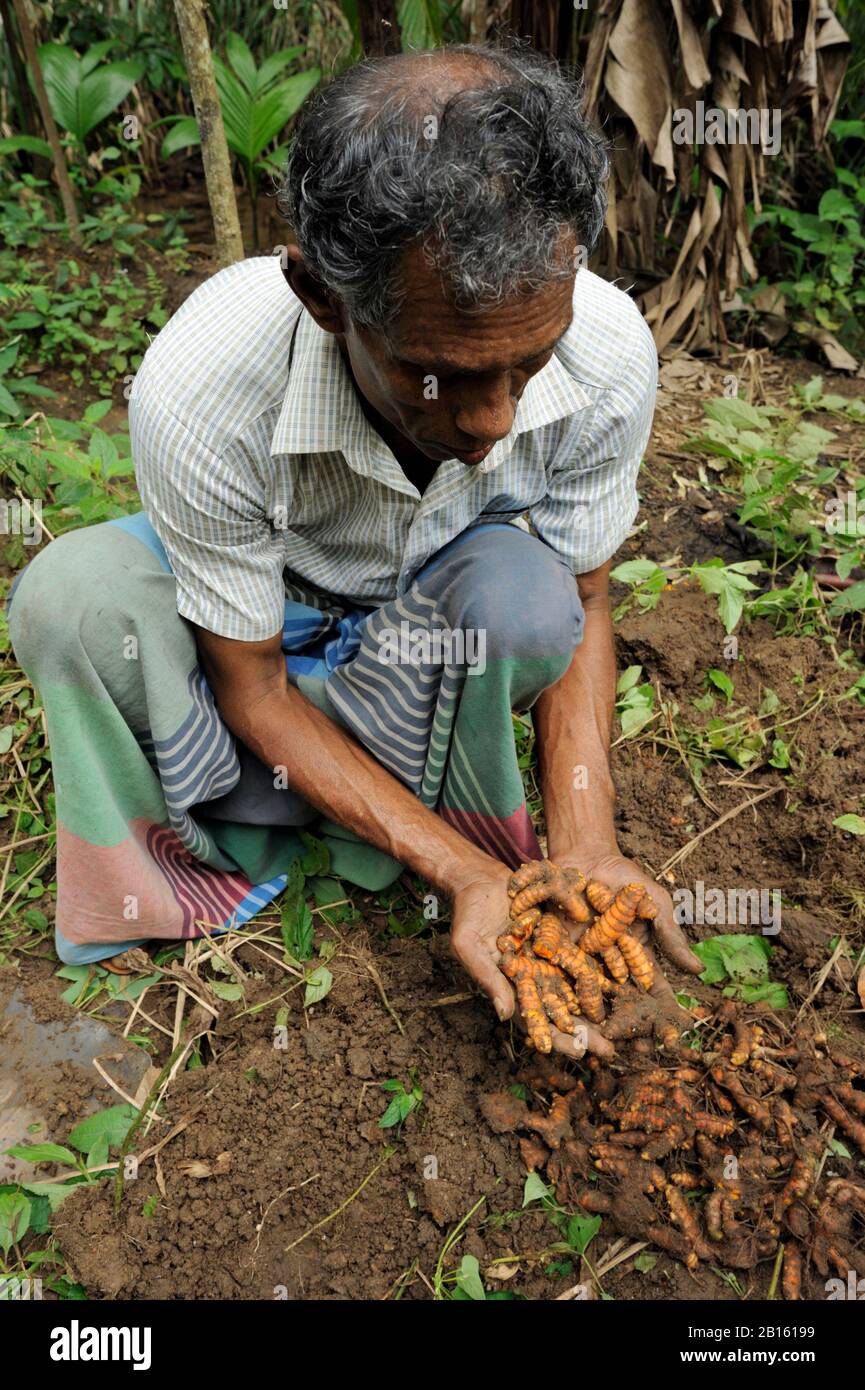 Sri Lanka, province d'Uva, district de Badalkumra, récolte agricole turmerique Banque D'Images