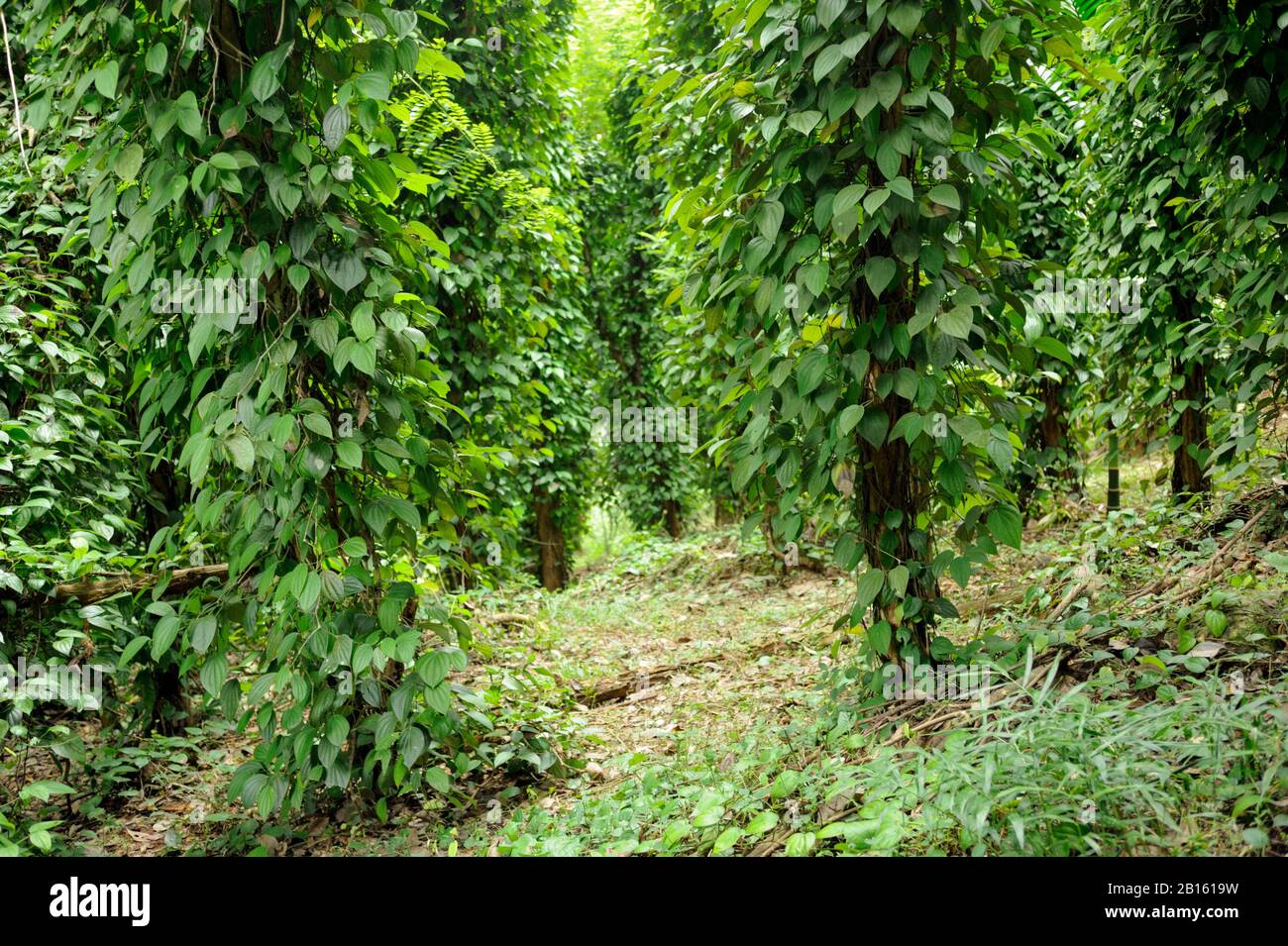 Sri Lanka, province d'Uva, district de Badalkumra, arbres à poivre Banque D'Images