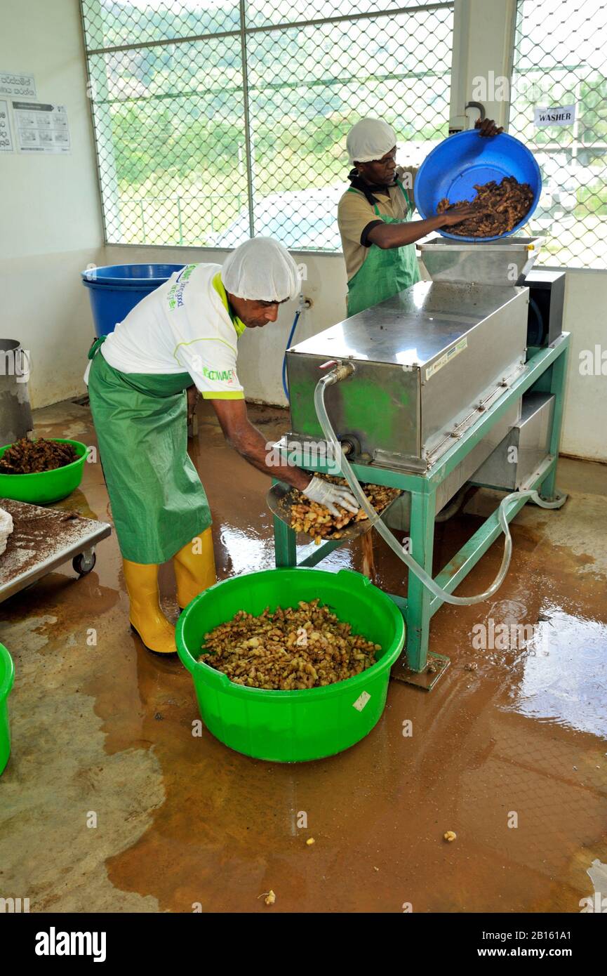 Sri Lanka, Monaragala, usine d'épices d'Ecowave, lavage au gingembre Banque D'Images