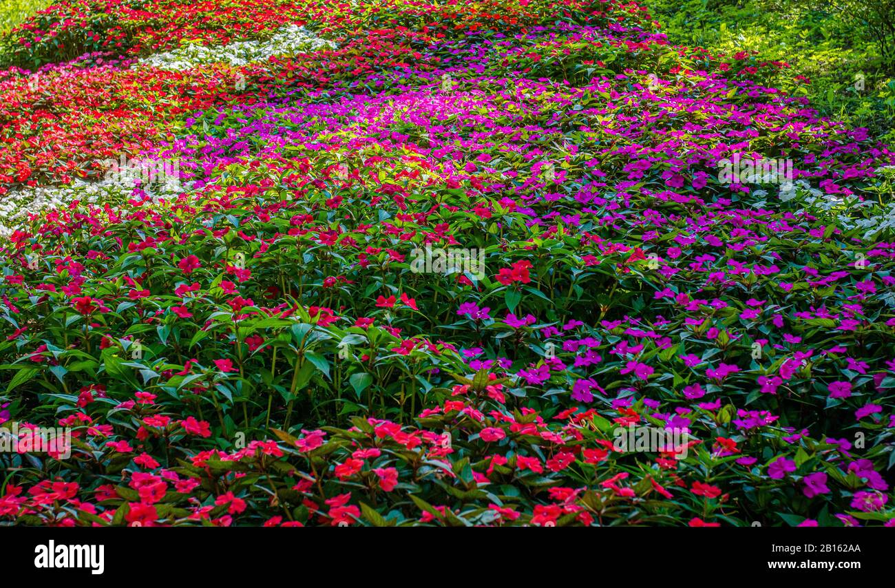 Jardins des prairies de Flowerin. Fleurs multicolores en automne. Champ de fleurs multicolore. Banque D'Images