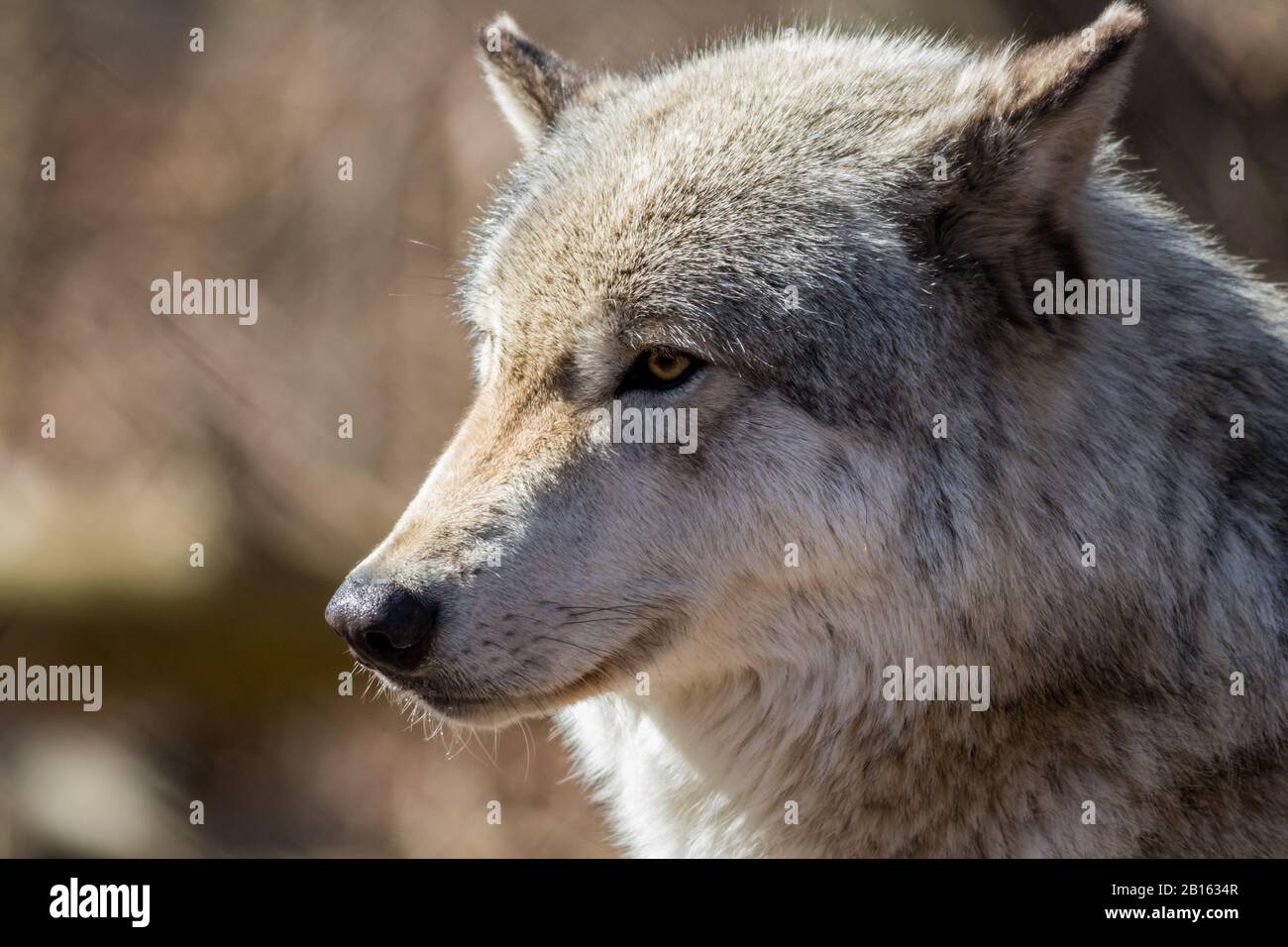 Le loup arctique (Canis lupus arctos) se ferme dans les bois au début du printemps Banque D'Images