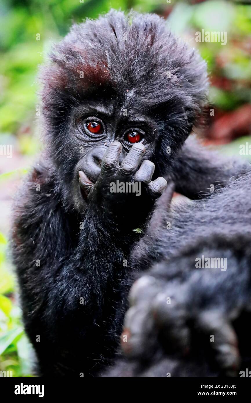 Gorilla De Young Mountain À Bwindi Impénétrable National Par Banque D'Images