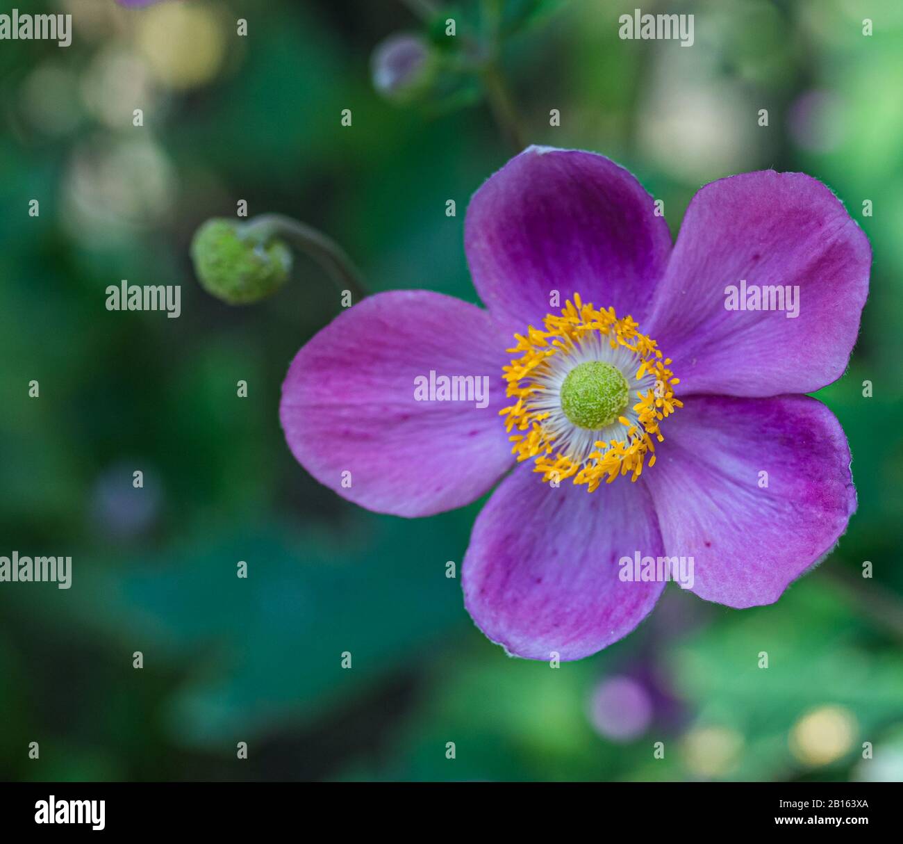 Fleur d'anémone pourpre Anemone hupehensis) plantes en fleur. Plante de jardin rose dans la famille des Ranunculaceae. Gros plan sur les fleurs d'anémones japonaises Banque D'Images