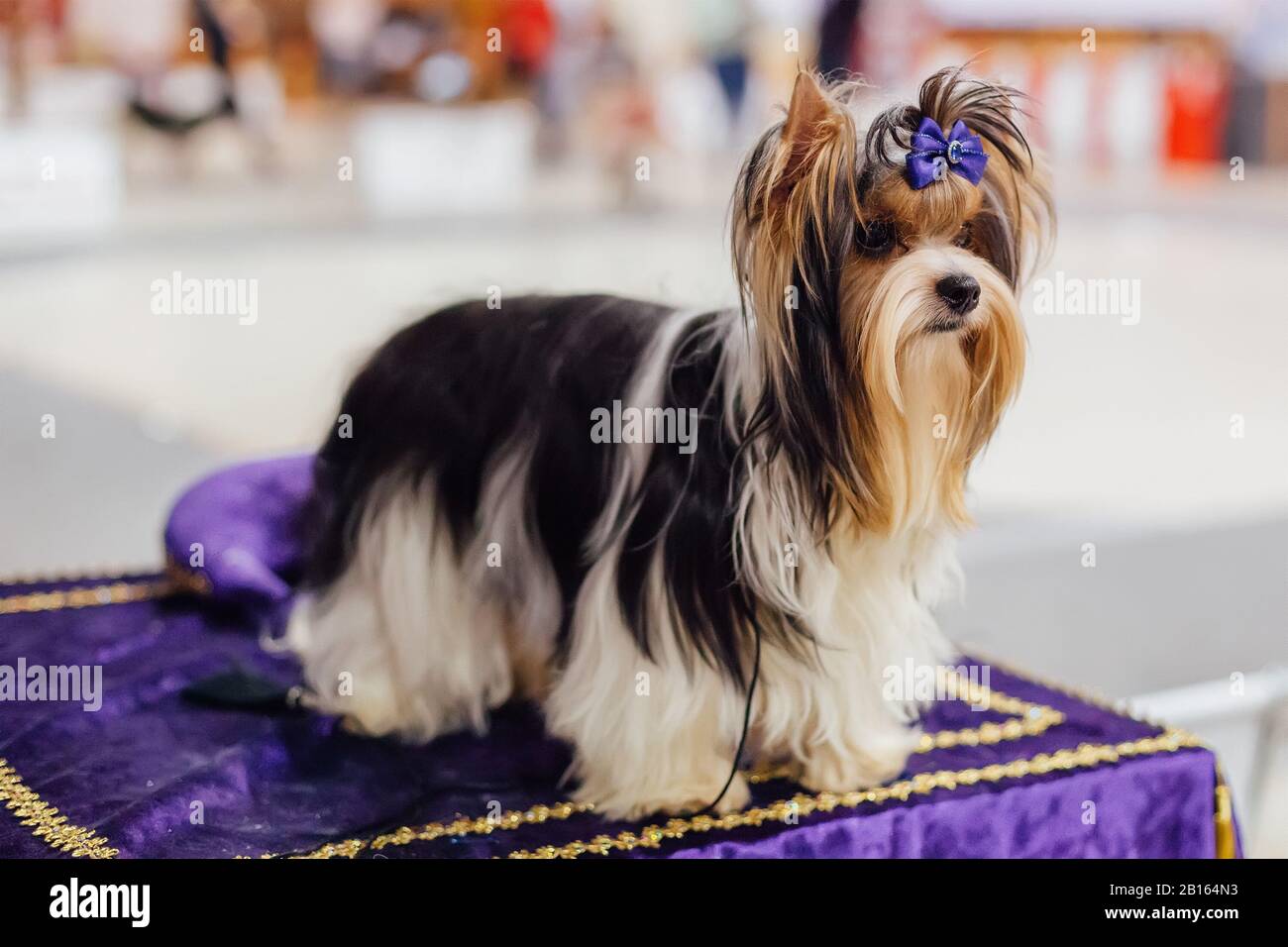 Un Yorkshire terrier assis avec noeud bleu. Banque D'Images