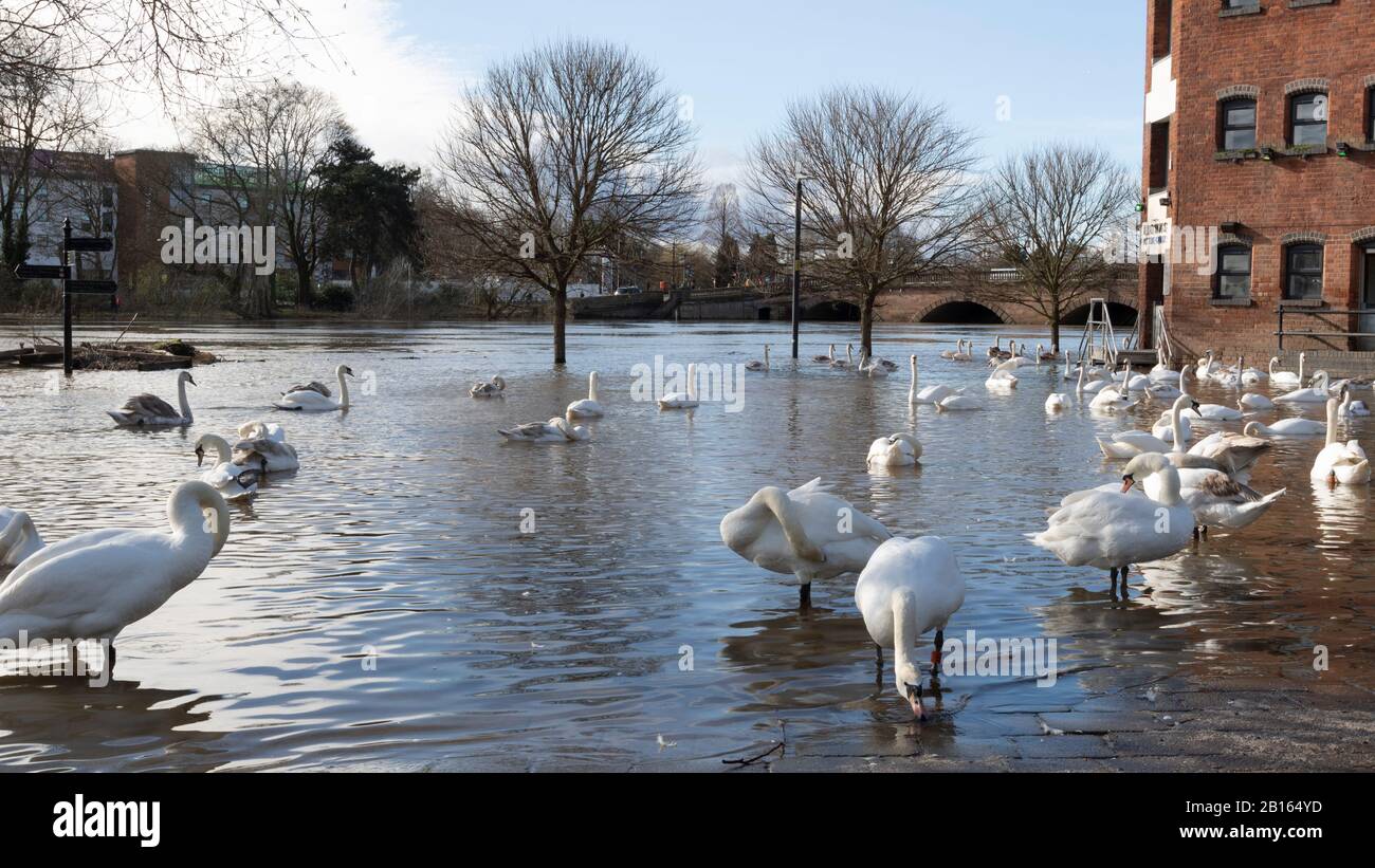 Les cygnes, le déluge de Worcester River Severn, ont reculé. 23/02/20120 Worcester, Angleterre Royaume-Uni. Les eaux des premières inondations de cette année sont en train de reculer Sun brille sur le club de canoë inondé de Worcester Banque D'Images