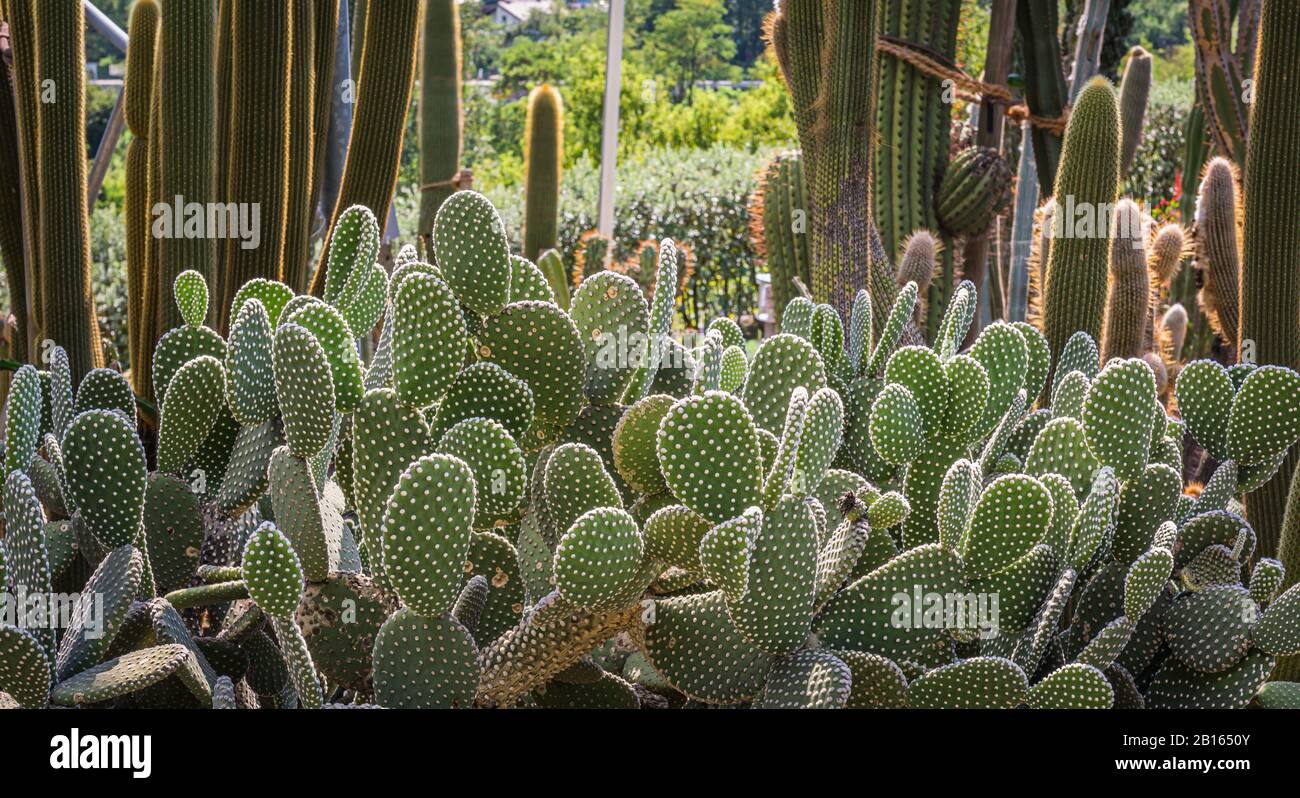 Opuntia microdasys aussi connu sous le nom de lapin oreilles ou polka point cactus. Jardin des plantes des cactaceae. Banque D'Images