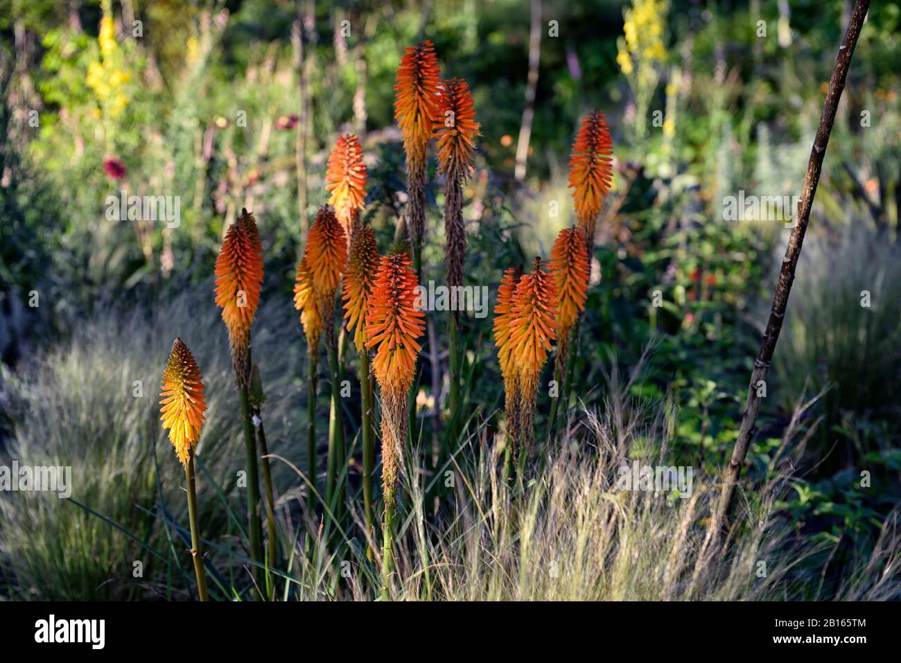 Aube,lever du soleil,programme de plantation mixte,été,combinaison,mixte,vivace tendre,frontière vivace,RM Floral,jardin,jardins,lits,frontière,frontières,mélange,Kniphof Banque D'Images