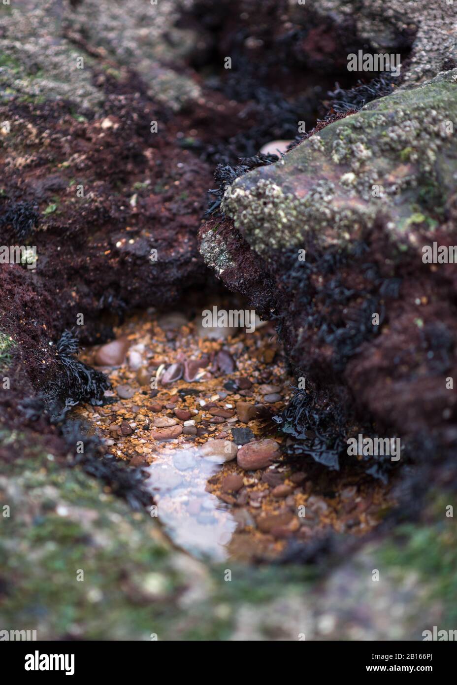 Rock Pool à marée basse à l'embouchure de River Otter à Budleigh Salterton dans East Devon, Angleterre, Royaume-Uni - Journée hivernale Nuageux Banque D'Images