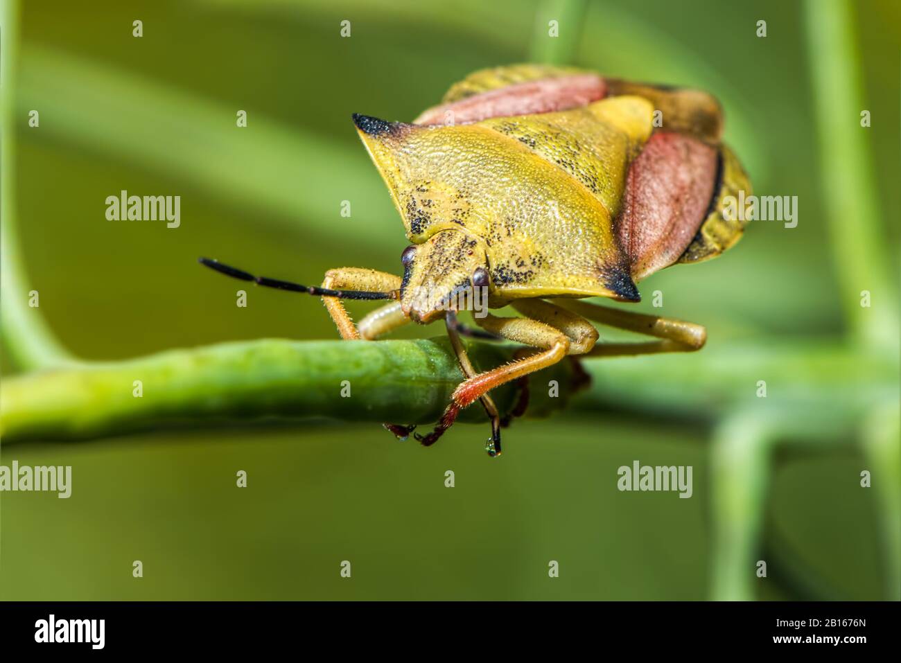 Bug Shield - Carpocoris fuscispinus - gros plan - macro photographie Banque D'Images