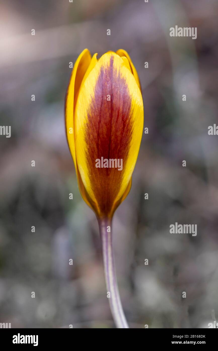 Crocus Chrisanthus Gypsy Girl fleur jaune Banque D'Images