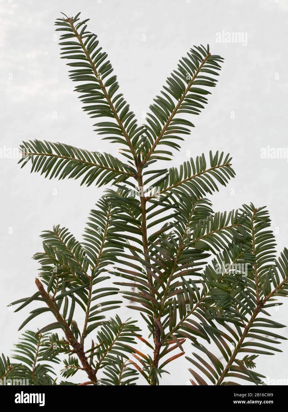 Les aiguilles vert doux ont flué sur un fond blanc Banque D'Images
