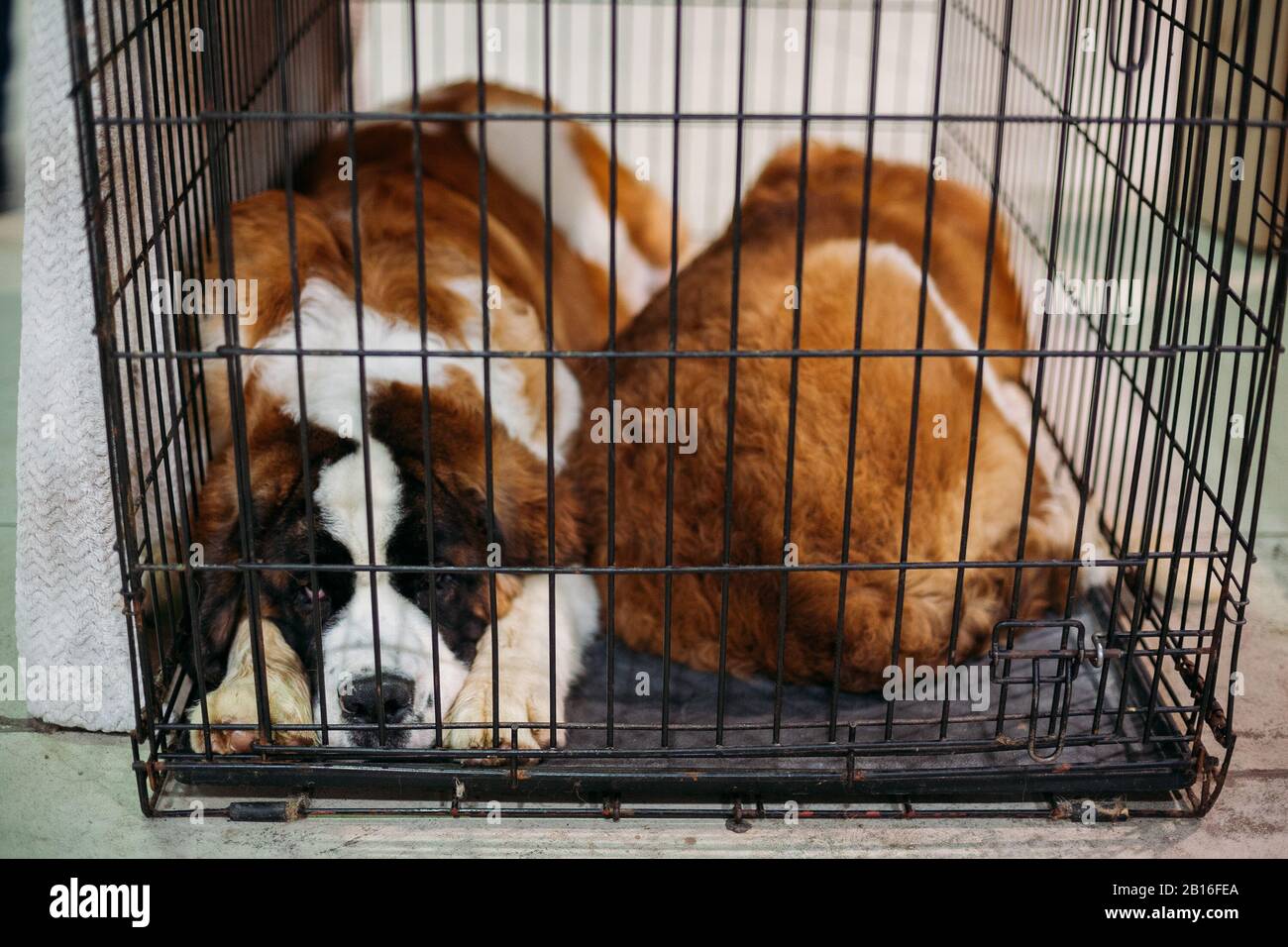 Bernard wolf Banque de photographies et d’images à haute résolution Alamy