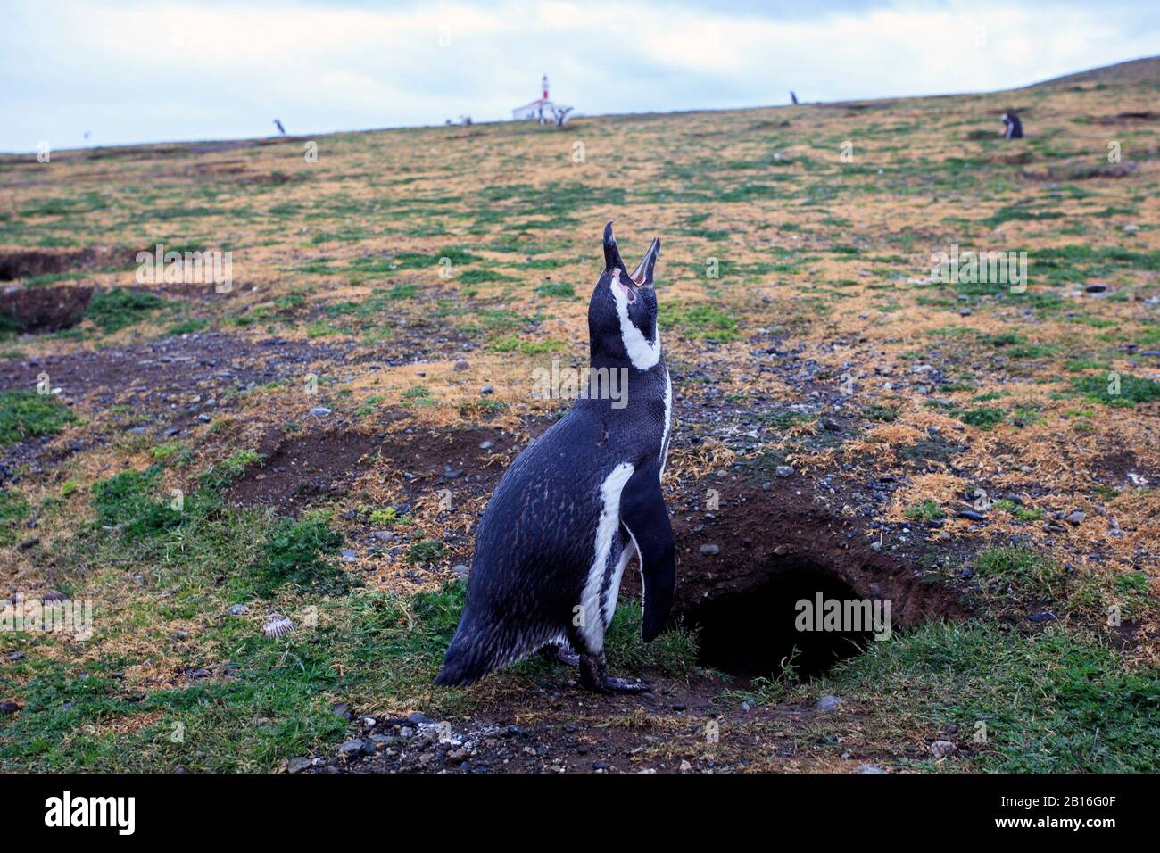 Un pingouin Magellanique à l'extérieur d'un nid creusé sur le sol pendant la saison de reproduction. Île de Magdalena, Patagonie. Chili. Banque D'Images