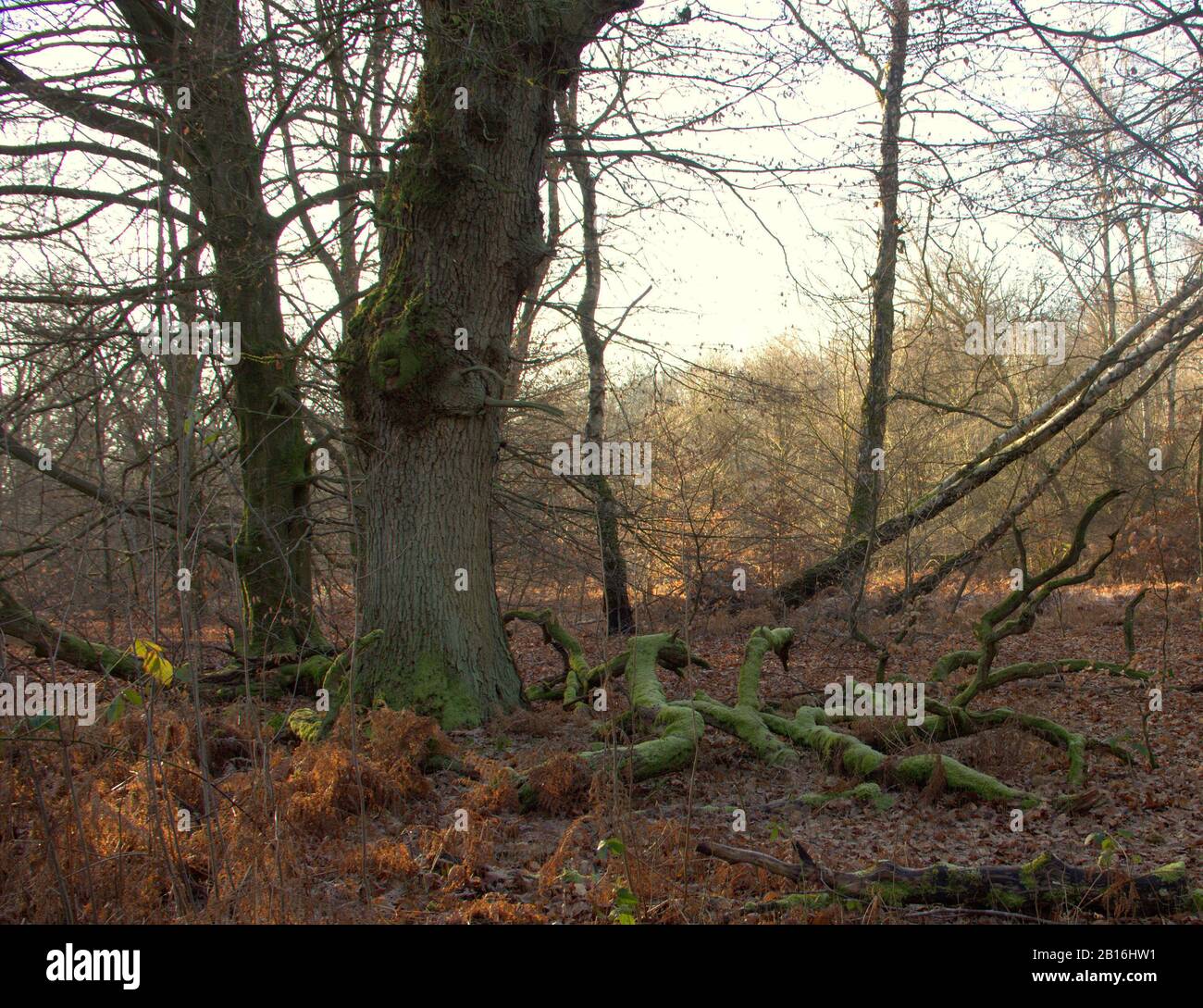 Un grand chêne et ses grandes branches mortes dans la forêt vierge de Sababurg Banque D'Images