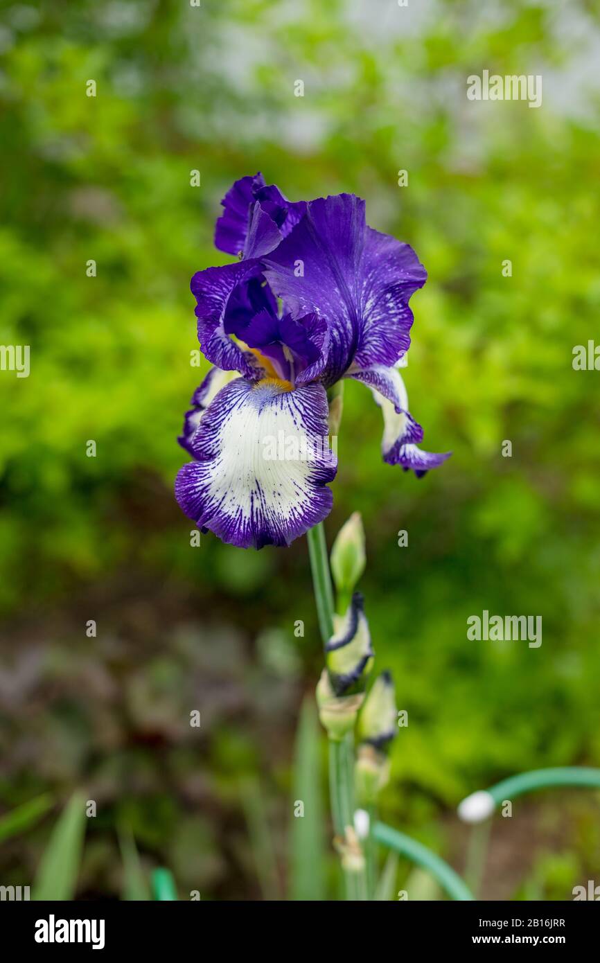 Fleurs violettes et iris bleues se rapprochez sur fond de jardin vert. Journée ensoleillée. Beaucoup d'iris. Grande fleur cultivée d'iris barbu Banque D'Images