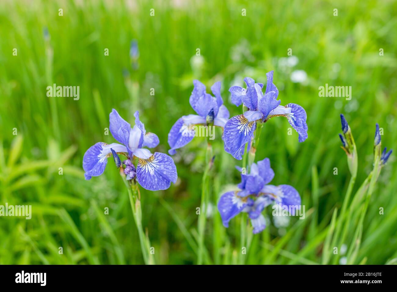 Fleurs violettes et iris bleues se rapprochez sur fond de jardin vert. Journée ensoleillée. Beaucoup d'iris. Grande fleur cultivée d'iris barbu Banque D'Images