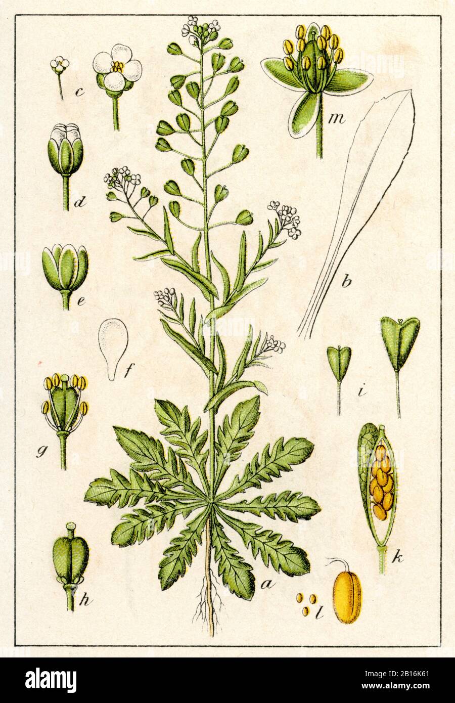 La bourse de Shepherd, Capsella bursa-pastoris, Hirtentäschel, bourse à pasteur; molette à berger; Capselle; bourse de capucin; bourse de Juda; moutarde Mithriade; bourse-à-berger, (livre botanique, 1902) Banque D'Images