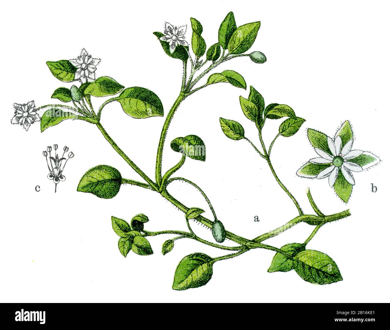 Algue-chiche, Stellaria media, Vogelmiere, Stellaire intermédiaire, (livre botanique, 1909) Banque D'Images