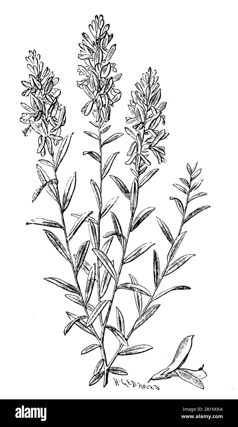 Dyer's Greenweed, Genista tinctoria, Färberginster, Genêt des teinturiers, H.W. et H. Gedan (livre botanique, 1910) Banque D'Images