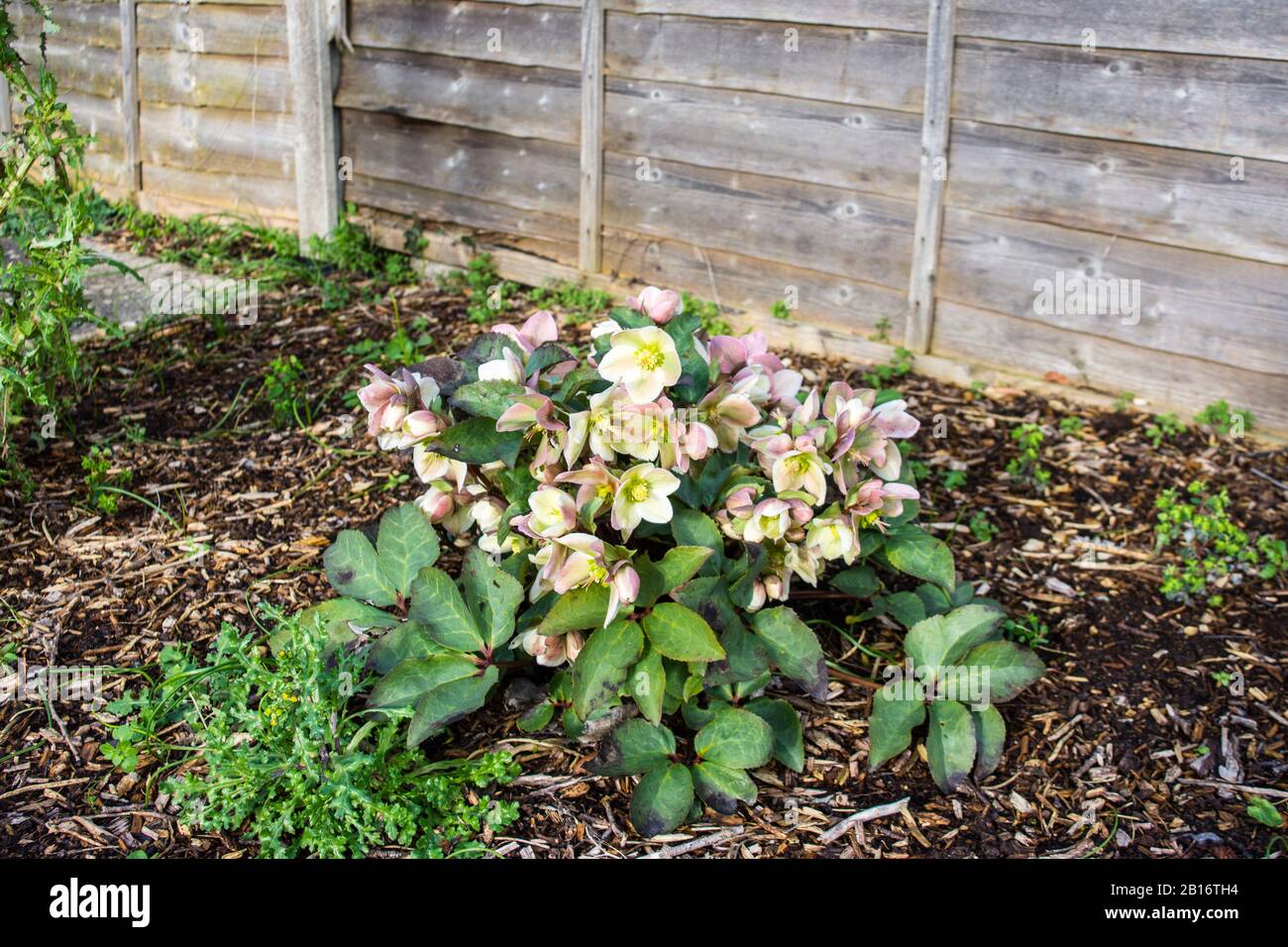 Une bosse de Helleborus x hybridus «Walhelivor» dans un jardin avec des copeaux de bois entourent et une clôture de panneau en bois en arrière-plan Banque D'Images