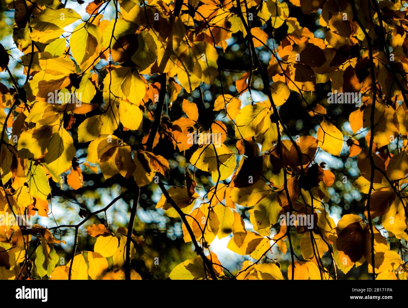 Feuilles d'automne dorées brillant à la lumière arrière, la canopée forestière saisonnière créant de la chaleur, de la texture et une tranquillité naturelle Banque D'Images