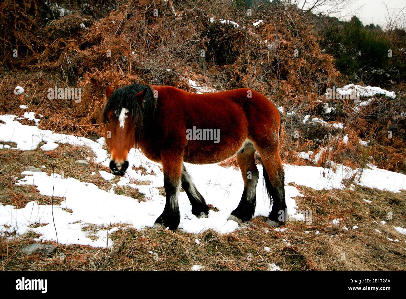 Cheval à Puigmal. Gérone. Catalogne. Pyrénées. Espagne Banque D'Images