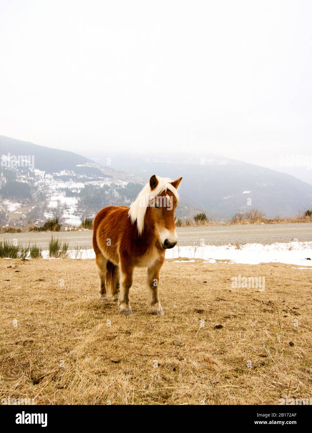 Cheval dans les Pyrénées. Catalogne. Espagne Banque D'Images