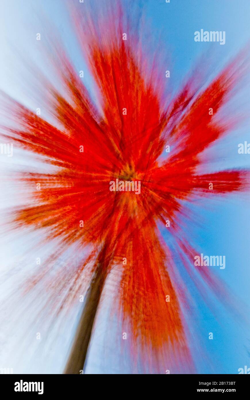 Automne rouge érable 'zoom' abstrait fait en zoomant un objectif zoom 18-200 mm couplé à une vitesse d'obturation lente. Banque D'Images