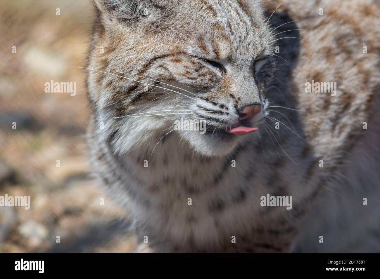 Profil Bobcat (Lynx rufus) près mignon avec nez à lécher à la langue Banque D'Images