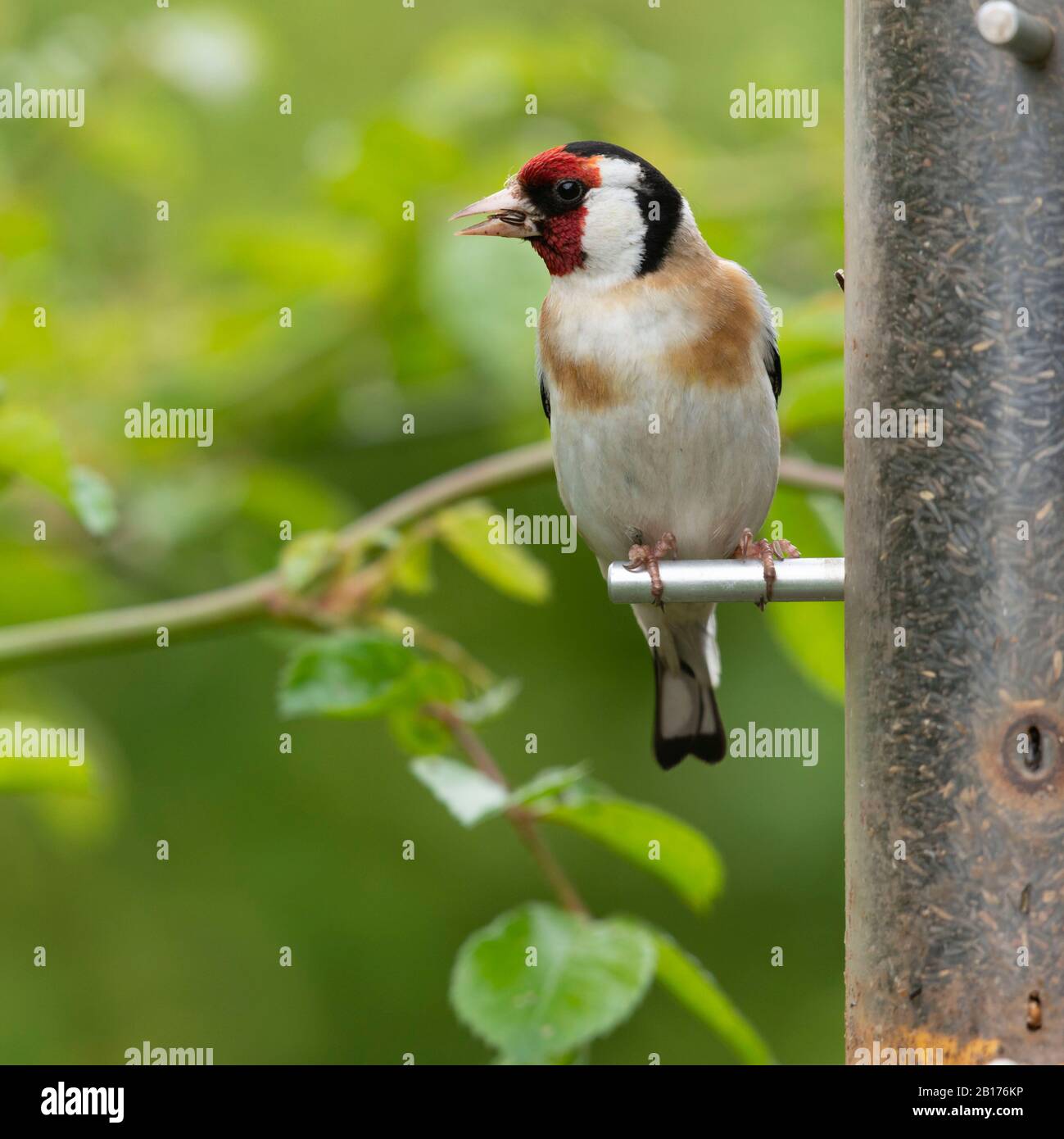 Un Goldfinch (Carduelis Carduelis) Perche sur un oiseau chargeur plein de graines de Nyger Banque D'Images