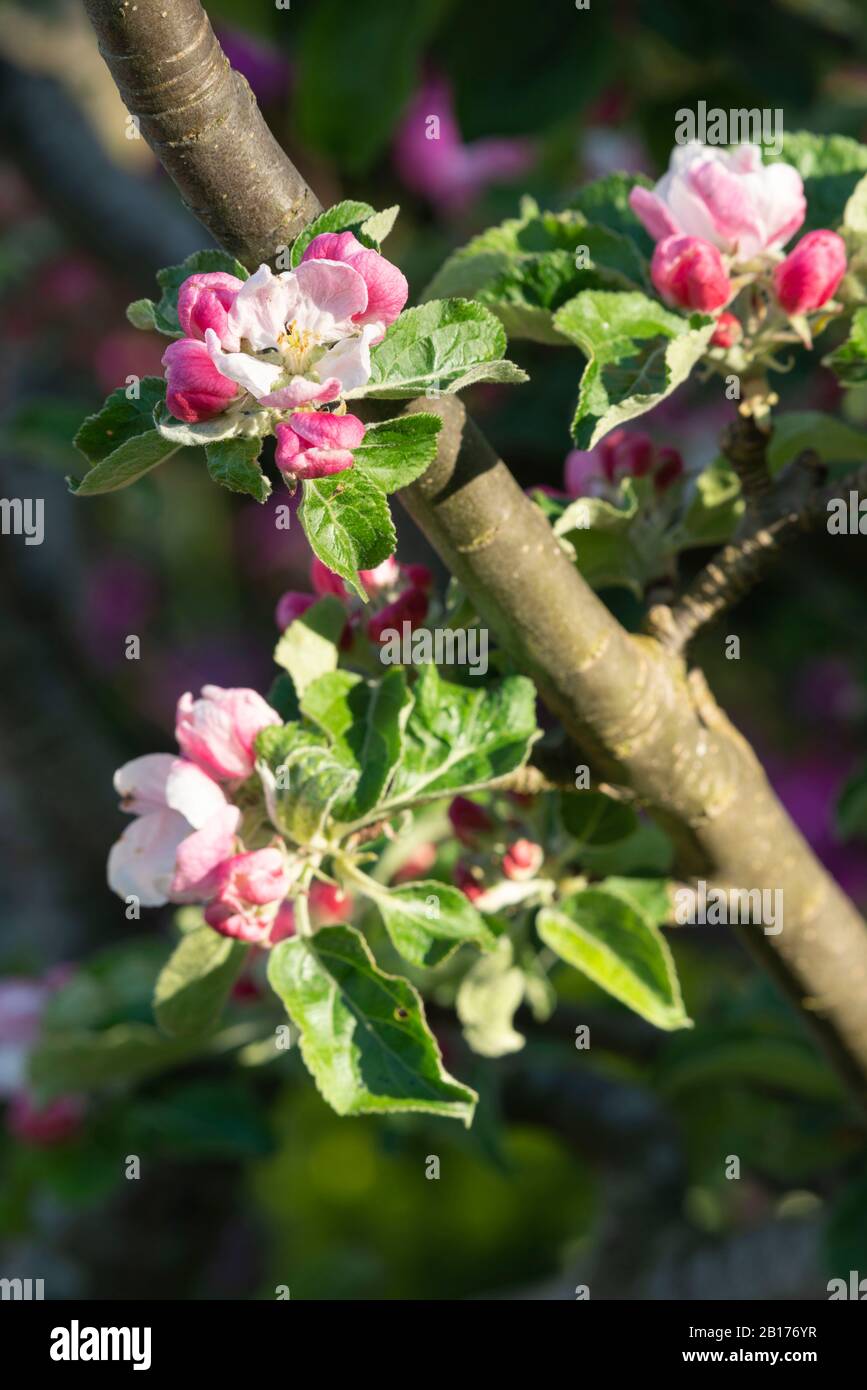 Plusieurs Fleurs D'Apple Blossom Poussant Le Long D'Une Branche Sur Un Arbre D'Apple James Grieve (Malus Domestica) À Spring Sunshine Banque D'Images
