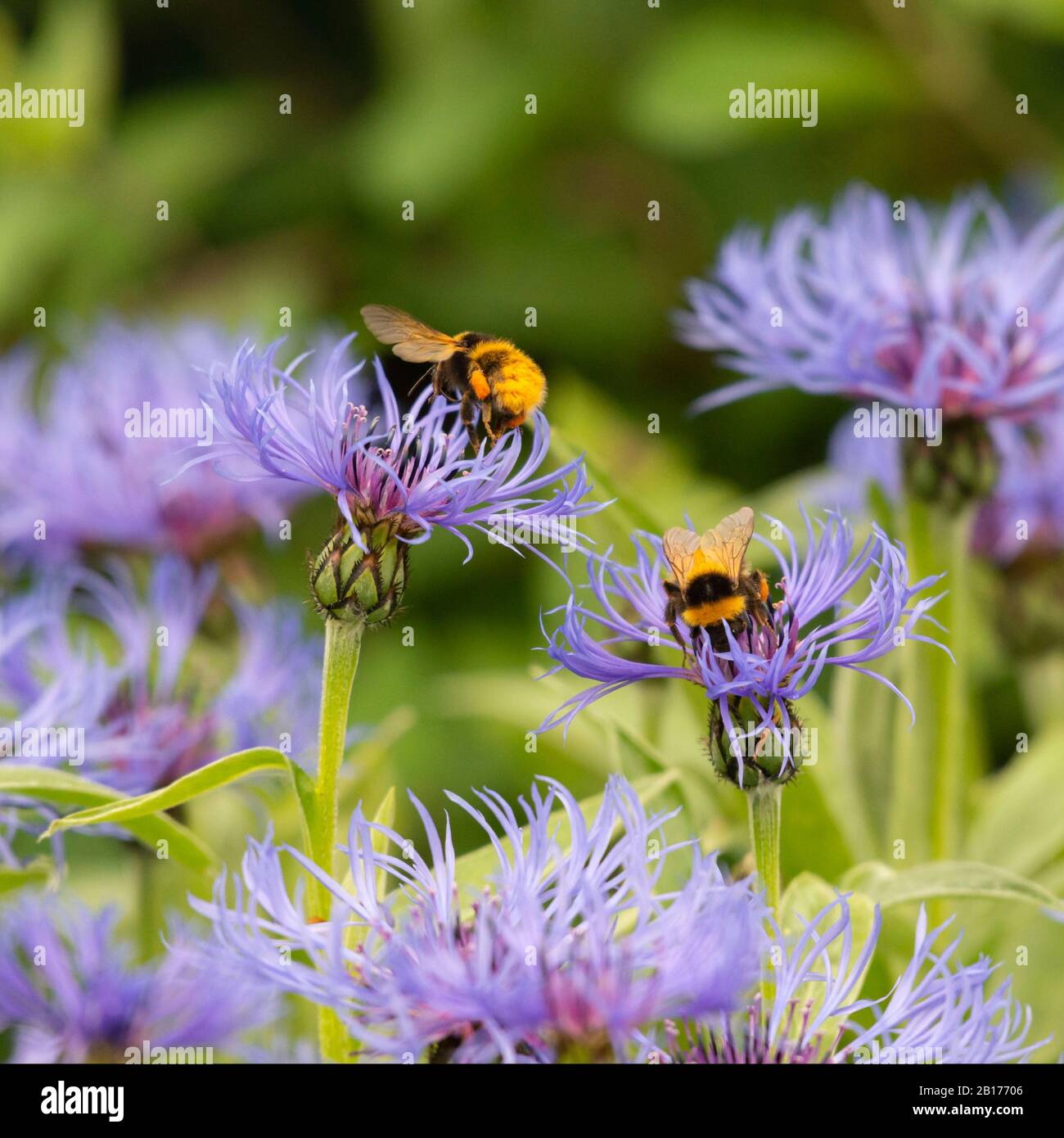 Deux Abeilles De Jardin (Bombus Hortorum) De Recherche Sur Les Fleurs De La Montagne De Cornflower (Centaurea Montana) Banque D'Images