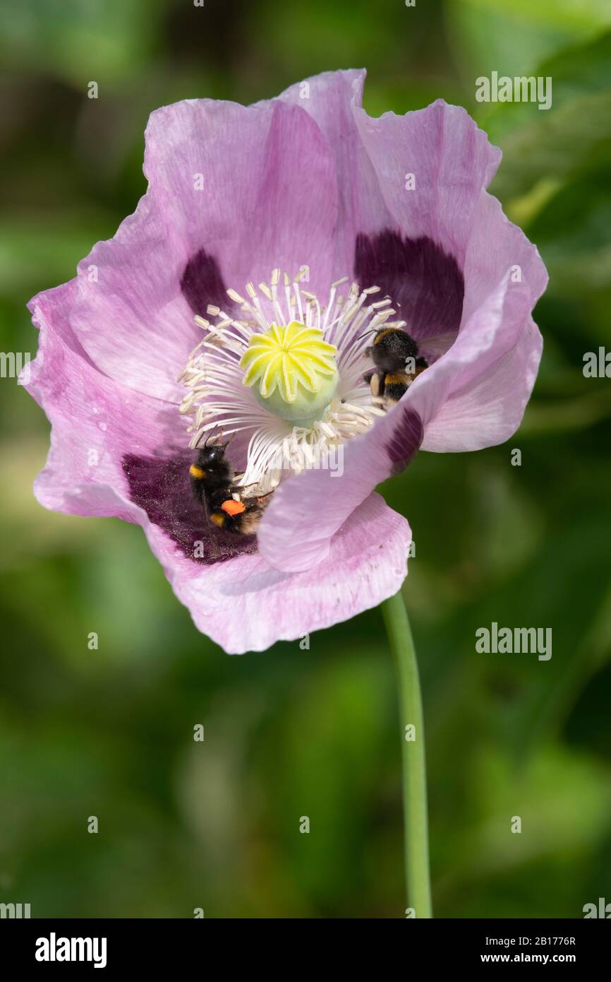Deux Abeilles Bumblees À Queue De Buff (Bombus Terrestris) Partagent Une Fleur De Pavot À Opium (Papaver Somniferum) Avec Leurs Sacs Polliniques Clairement Visibles Banque D'Images