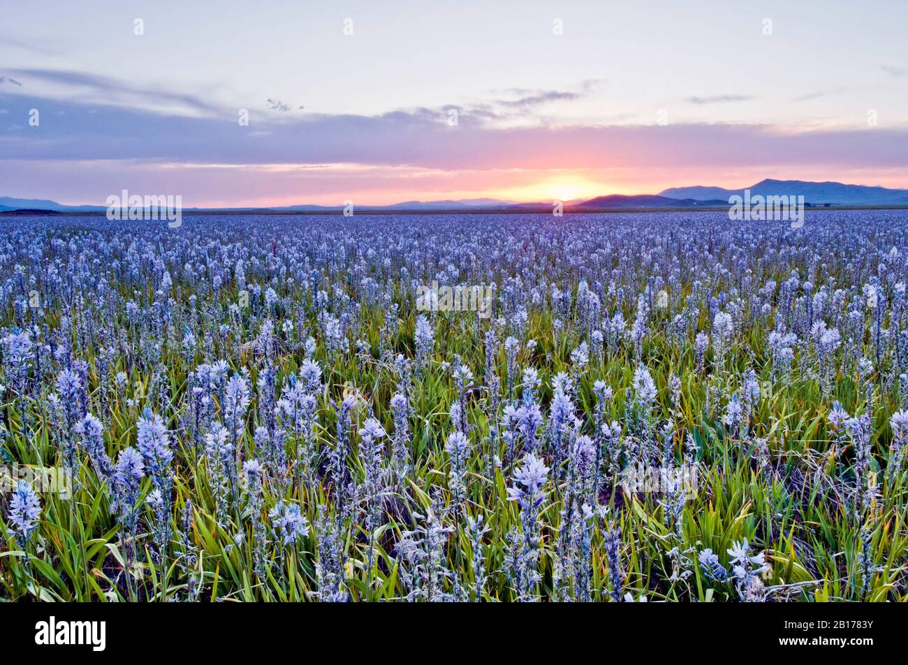 Coucher de soleil sur Camas prairie à Camas Prairie Centennial Marsh Wildlife Management Area, Idaho Banque D'Images