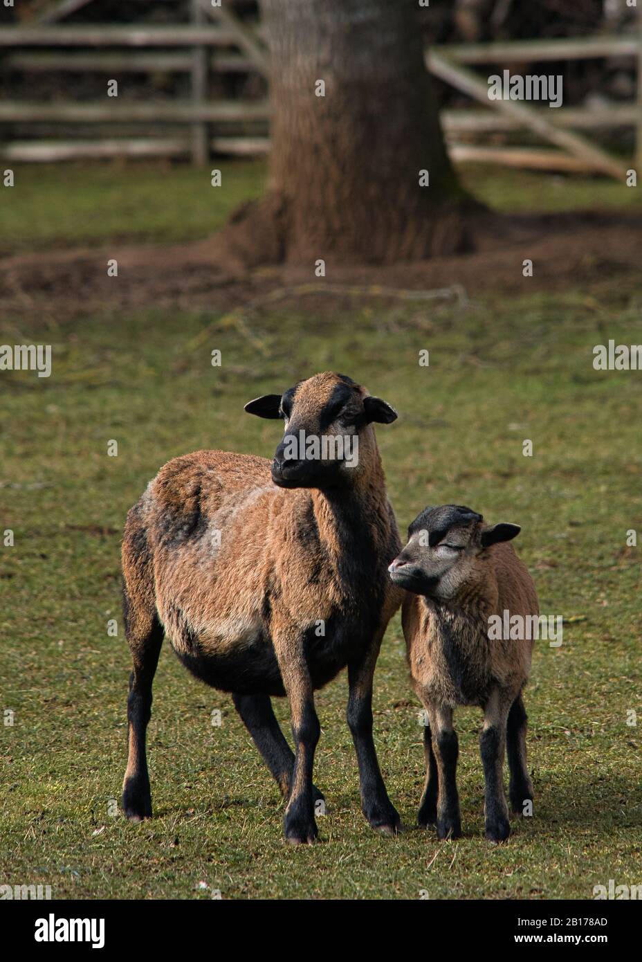 Troupeau de moutons, de moutons à caméra, de moutons pour bébé, d'agneau, de jumeaux dans l'enceinte extérieure de la ferme biologique Banque D'Images