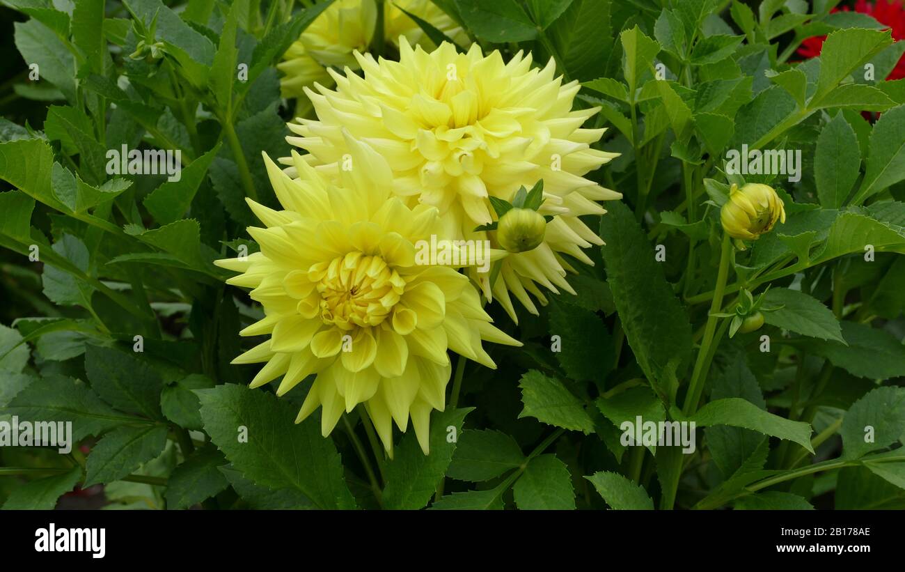 les magnifiques dahlias dans le jardin Banque D'Images