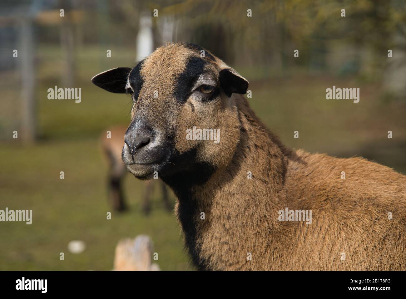 Troupeau de moutons, de moutons à caméra, de moutons pour bébé, d'agneau, de jumeaux dans l'enceinte extérieure de la ferme biologique Banque D'Images