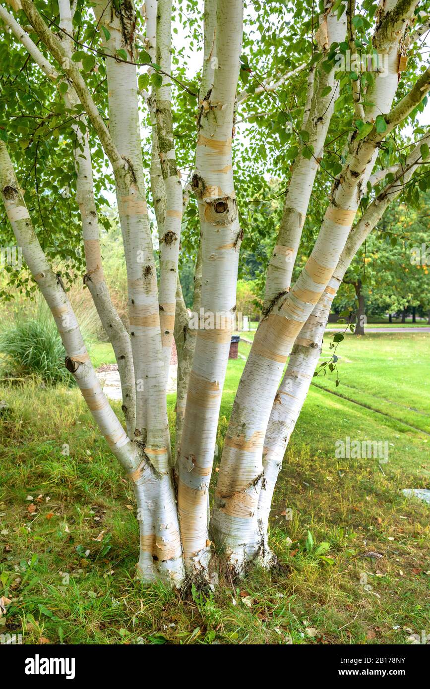 Bouleau descendant, Birch himalayen blanc Barré (Betula utilis 'doorenbos', Betula utilis Doorenbos), cultivar Doorenbos, Allemagne Banque D'Images